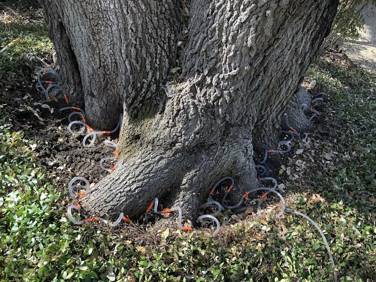 Detailed Tree Cabling and Bracing job site in Chest Springs
