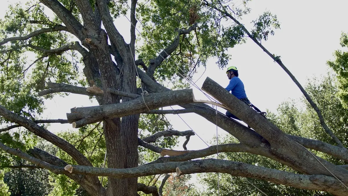 Professional Crown Thinning performed by certified arborists in Chest Springs