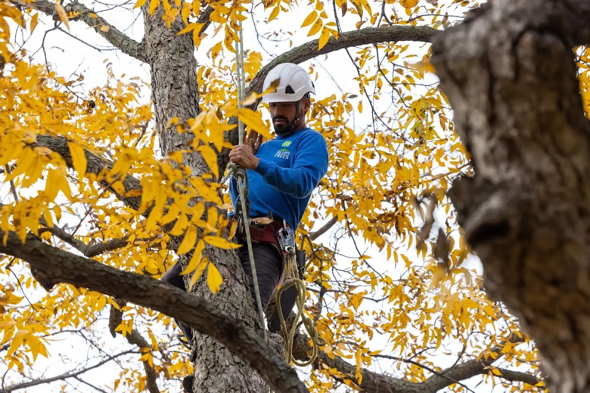 Skilled Tree Trimming crew working in Chest Springs