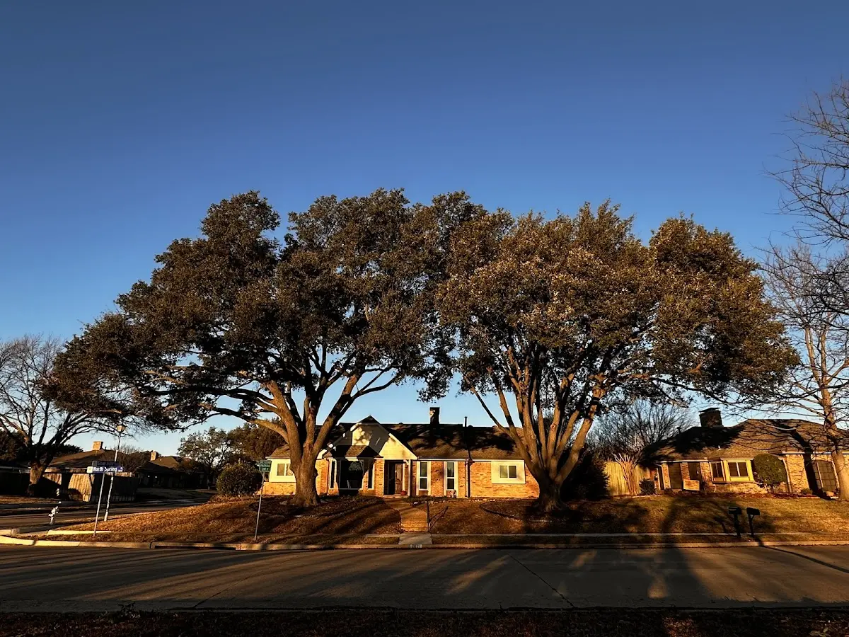 Established residential canopy tree shading a home in Chest Springs